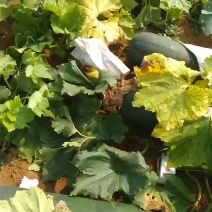 黑皮冬瓜