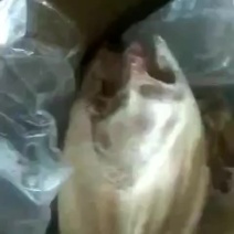 8/9/10/11/条开背巴沙鱼有接柜的吗