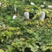 地冬瓜