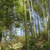 毛竹