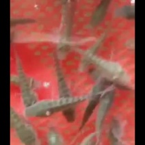 罗非鱼苗（全雄单性）海南一号罗非鱼苗+自孵水花