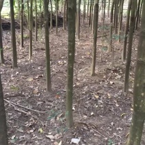 供应大叶女贞
