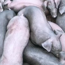 母猪太湖母猪