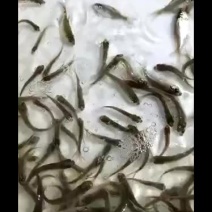边鱼苗武昌鱼苗三角鲂鱼苗+自孵水花