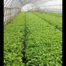 菜台