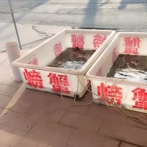 刁叉湖大闸蟹