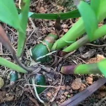 云南三叉白芨驯化两年种苗芽头多茎块大产量高