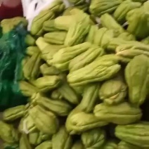 佛手瓜苗