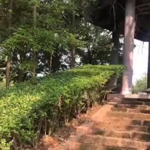 龙泉驿区洪河镇菜园出租