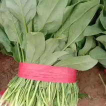 山东惠民万亩精品波菜基地，大量现货，可发全国各地