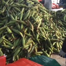产地新鲜玉米长年供应，精品水果玉米，欢迎各位老板定购，