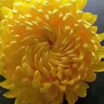 金丝皇菊