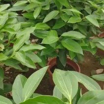 平安树