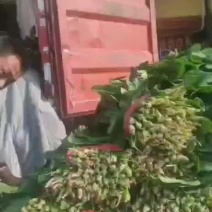 万亩基地菠菜，提供一条龙服务
