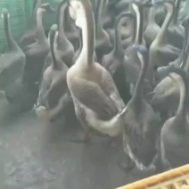 大鹅