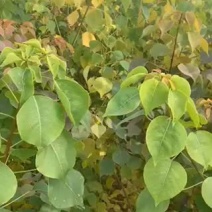红叶乌桕树，乌桕树小苗