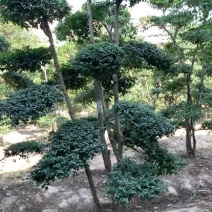 小叶贞造型基地500亩大量供应