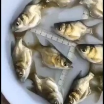 缩骨大头鱼苗仙骨大头鱼苗（基地直供包路损）