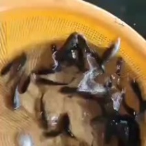 鲫鱼苗彭泽鲫中科3号鲫鱼苗+自孵水花