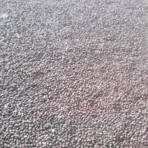野生油茶籽