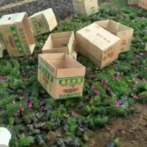 欧石竹