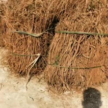 千斤拔鲜货