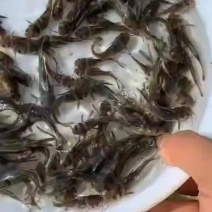 花鲢鱼苗大头鱼苗+自孵水花（基地直供）