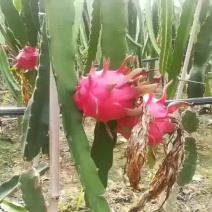 红心火龙果苗