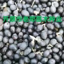 水蜡种子东北水蜡种子优质水蜡种子量大优惠