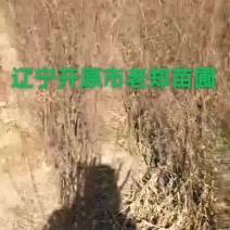 树锦鸡