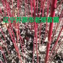 红瑞木小苗