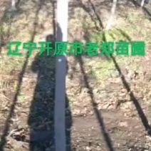 桃叶卫矛