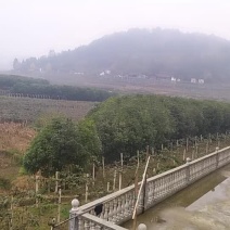 金桂