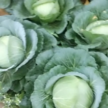 甘蓝