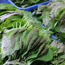 紫苏叶批发