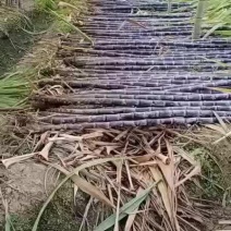 广东省/韶关市/翁源县黑皮甘蔗