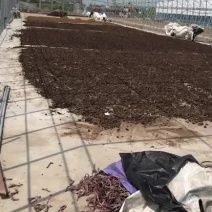 纯干鸡粪，无杂质，水泥地晾晒的优质干鸡粪，常年供货