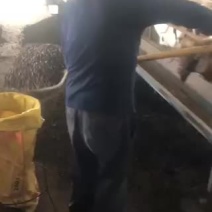 羊粪，颗粒状的原粪，常年大量供！