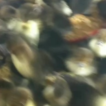 大种黑番鸭苗，大种黑番鸭