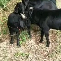 黑山羊大耳种公羊种母羊