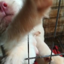 下司犬，两个多月的下司犬幼崽。。