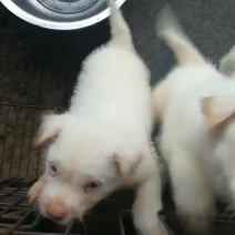 下司犬，实战小山狗，后代喜欢的老铁来秒。