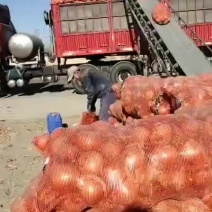 黄洋葱