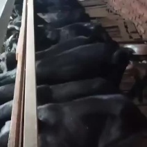 种羊努比亚黑山羊种母头胎2胎