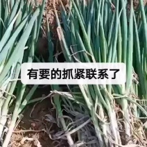 滕州优质钢葱