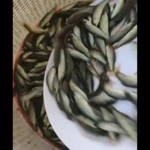 丁桂鱼苗丁鱼岁+自孵水花（基地直供包路损）