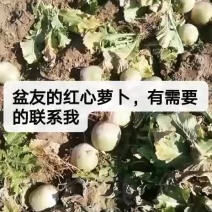 红心萝卜