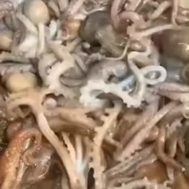 鲜活八爪鱼