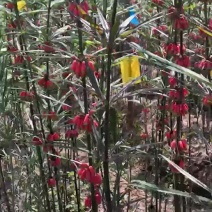 滇黄精种子，云南滇黄精，节节高