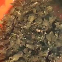 甲鱼苗江苏甲鱼苗，中华甲鱼苗大量上市，冷水甲鱼苗黑花
